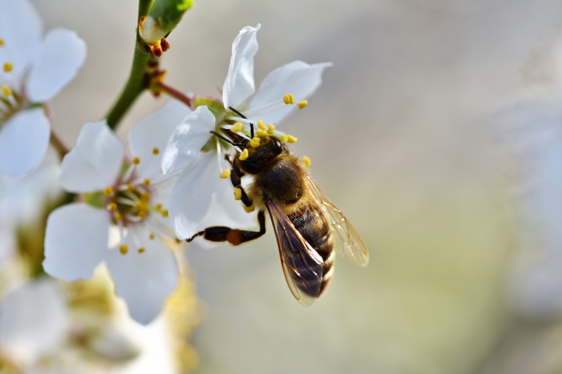 jardinerie-LE BOURGUET-min_bee-4092986